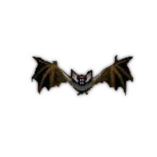 Vampire Bat